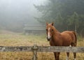 Horse and Barn. Royalty Free Stock Photo