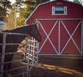 Horse by a barn