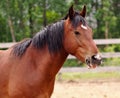 Horse In Barnyard Royalty Free Stock Photo