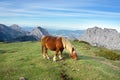 Horse in basque country mountains Royalty Free Stock Photo