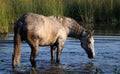 The horse is bathed in the pond Royalty Free Stock Photo