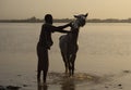 Horse bathing at dawn