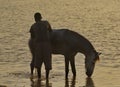 Horse bathing at dawn Royalty Free Stock Photo