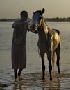 Horse bathing at dawn Royalty Free Stock Photo