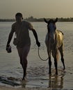 Horse bathing at dawn Royalty Free Stock Photo