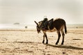 Horse on the beach Royalty Free Stock Photo