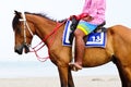 Horse on the beach Royalty Free Stock Photo