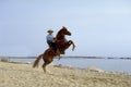 Horse in beach