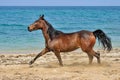 The horse on the beach Royalty Free Stock Photo