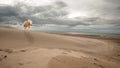 Horse on the beach