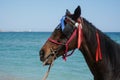 Horse on the beach on a sunny day ready for a ride. Royalty Free Stock Photo