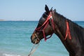 Horse on the beach on a sunny day ready for a ride. Royalty Free Stock Photo