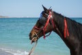 Horse on the beach on a sunny day ready for a ride. Royalty Free Stock Photo