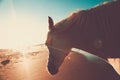 Horse on the Beach at Sunset