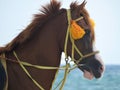 Horse on the beach in Tunisia, Africa on a clear day against the blue sea