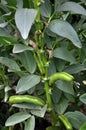 Horse bean, plant and green pods Royalty Free Stock Photo