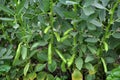 Horse bean, plant and green pods Royalty Free Stock Photo