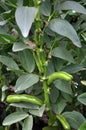 Horse bean, plant and green pods Royalty Free Stock Photo