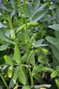 Horse bean, plant and green pods