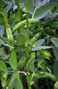 Horse bean, plant and green pods Royalty Free Stock Photo