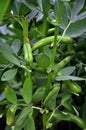 Horse bean, plant and green pods Royalty Free Stock Photo