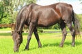 The horse Royalty Free Stock Photo