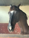 A horse with beautiful eyes standing in the stable. portrait Royalty Free Stock Photo