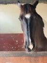 A horse with beautiful eyes standing in the stable. portrait Royalty Free Stock Photo