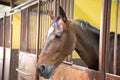 Portrait of beautiful young brown horse, in the stall box Royalty Free Stock Photo