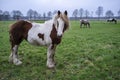 Horse with beautiful look intently at the camera with humanlike emotion, hair fluttering in the wind