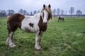 Horse with beautiful look intently at the camera with humanlike emotion, hair fluttering in the wind Royalty Free Stock Photo