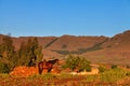 Horse in beautiful morning light Royalty Free Stock Photo