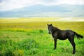 Horse on a beautiful plain