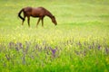 Horse in a beautiful rural scenery Royalty Free Stock Photo