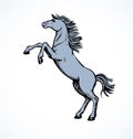 Horse began to buck. Vector drawing