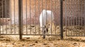 Horse behind bars Royalty Free Stock Photo