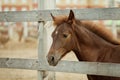 Horse behind the fence