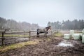 Horse behind a fence at a farm Royalty Free Stock Photo