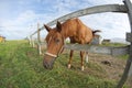 Fish Eye Lens photo of a Horse. Close up distorted Fish eye Lens Royalty Free Stock Photo