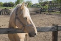 Horse behind a fence.  thoroughbred  stallion near horse farm. Beautiful portrait on summer background Royalty Free Stock Photo