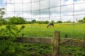 Horse behind the mesh fence Royalty Free Stock Photo