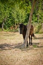 A horse behind a tree