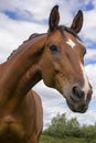 Horse being curious Royalty Free Stock Photo