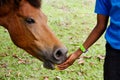 Horse being fed an apple Royalty Free Stock Photo