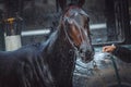 Horse being hosed down Royalty Free Stock Photo