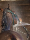 Hosing Down A Horse