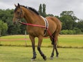 Horse being trained