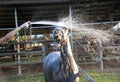 Horse being washed down