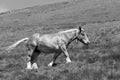 A horse with a bell around its neck runs across a meadow in the Pyrenees Royalty Free Stock Photo