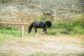 The horse is on the Bilhorod-Dnistrovskyi fortress Royalty Free Stock Photo